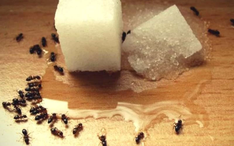 5 cách diệt kiến trong nhà được nhiều người ưa chuộng