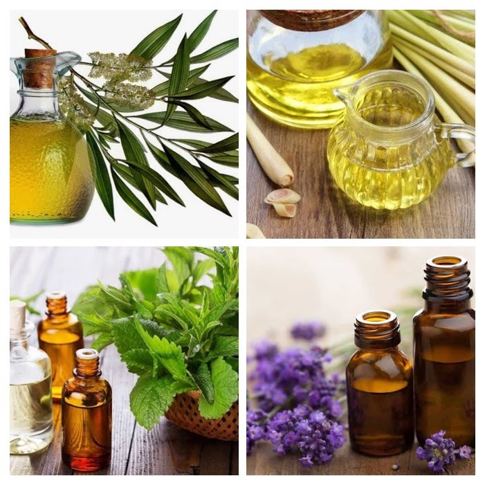 Tổng hợp các tinh dầu đuổi muỗi hiệu quả nhất hiện nay