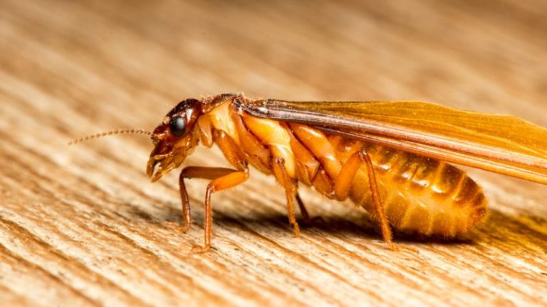 Mối cánh là gì? Cách xử lý mối cánh bay vào nhà